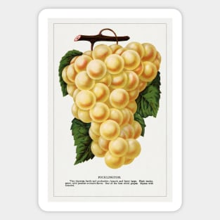 Pocklington Grape lithograph (1900) Sticker